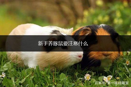 新手养豚鼠要注意什么,第1张