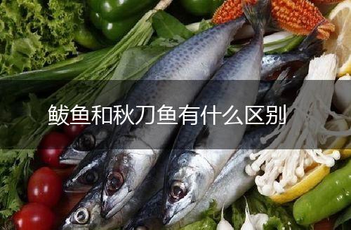 鲅鱼和秋刀鱼有什么区别,第1张