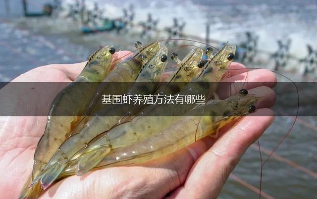 基围虾养殖方法有哪些,第1张