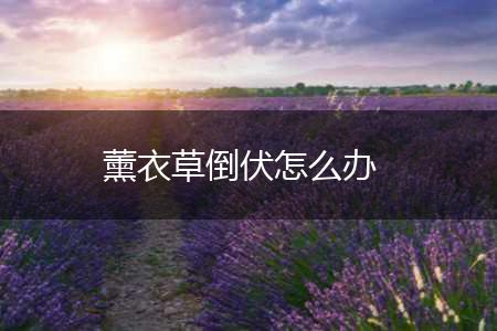 薰衣草倒伏怎么办,第1张