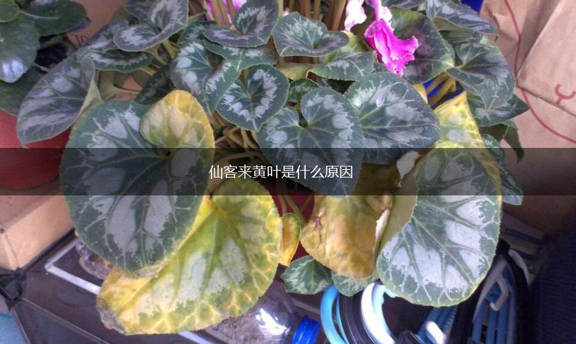 仙客来黄叶是什么原因,第1张
