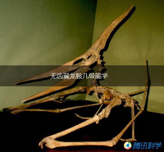 无齿翼龙鞍几级能学,第1张