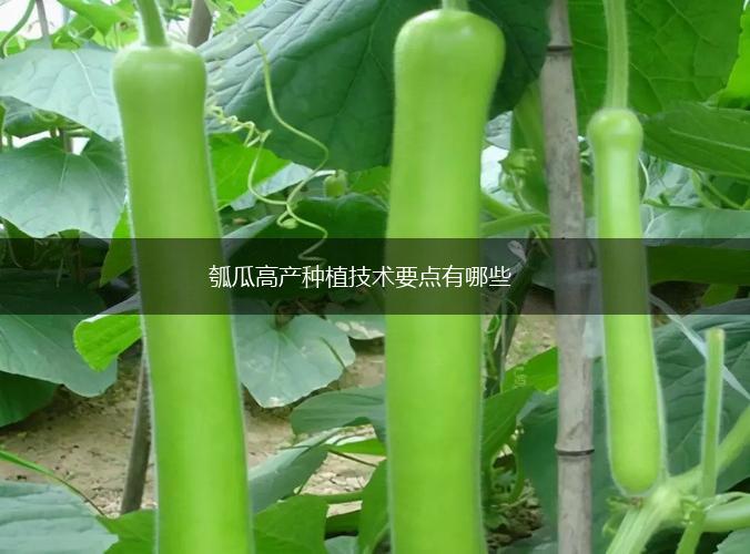 瓠瓜高产种植技术要点有哪些,第1张