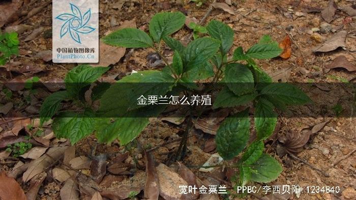 金粟兰怎么养殖,第1张