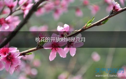 桃花的开放时间是几月,第1张