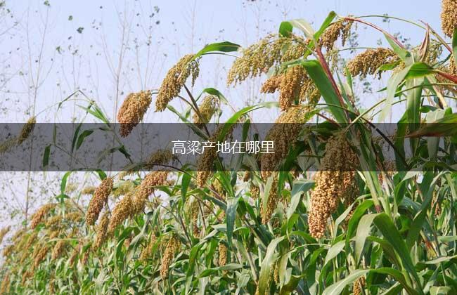 高粱产地在哪里,第1张