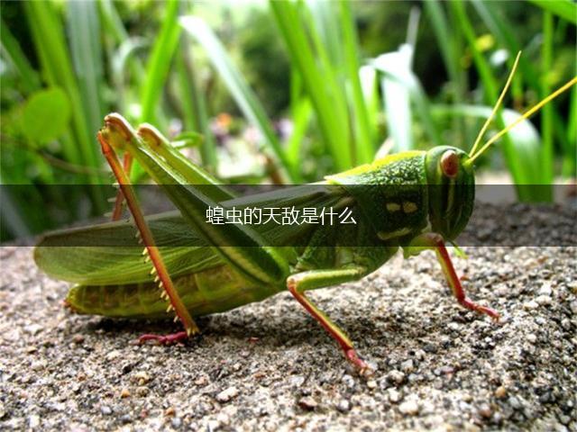 蝗虫的天敌是什么,第1张
