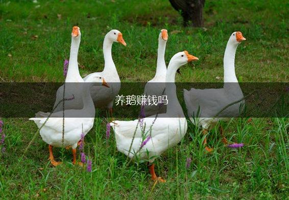 养鹅赚钱吗,第1张
