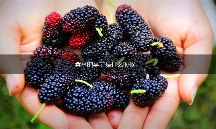 桑葚的季节是什么时候,第1张