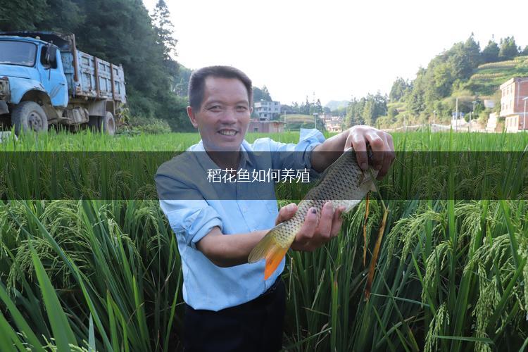 稻花鱼如何养殖,第1张
