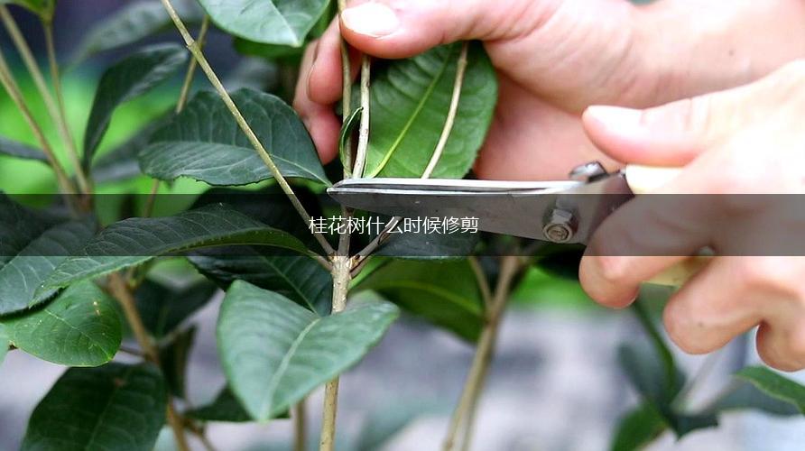 桂花树什么时候修剪,第1张
