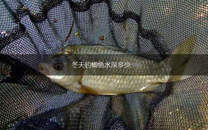 冬天钓鲫鱼水深多少,第1张