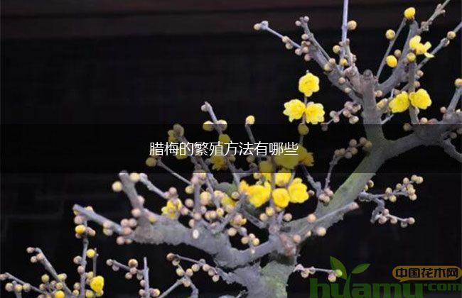 腊梅的繁殖方法有哪些,第1张
