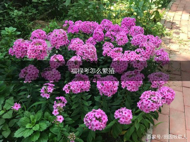 福禄考怎么繁殖,第1张
