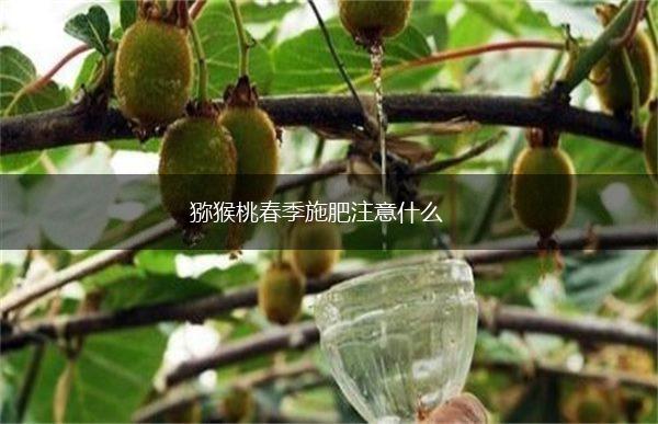 猕猴桃春季施肥注意什么,第1张