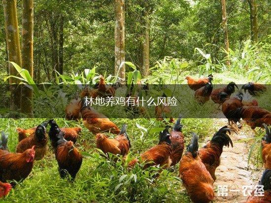 林地养鸡有什么风险,第1张
