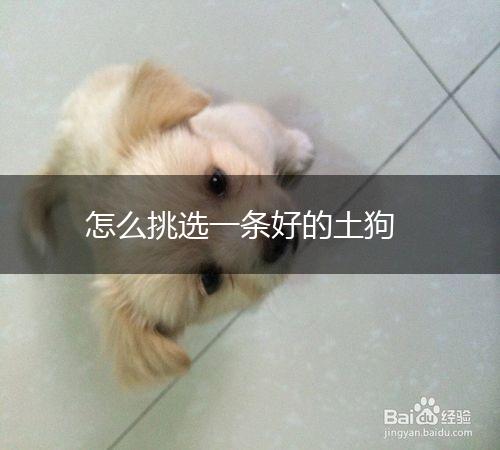 怎么挑选一条好的土狗,第1张