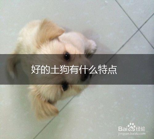 好的土狗有什么特点,第1张
