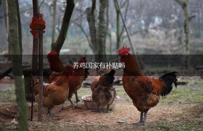 养鸡国家有补贴吗,第1张