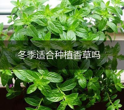 冬季适合种植香草吗,第1张
