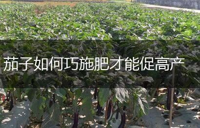 茄子如何巧施肥才能促高产,第1张