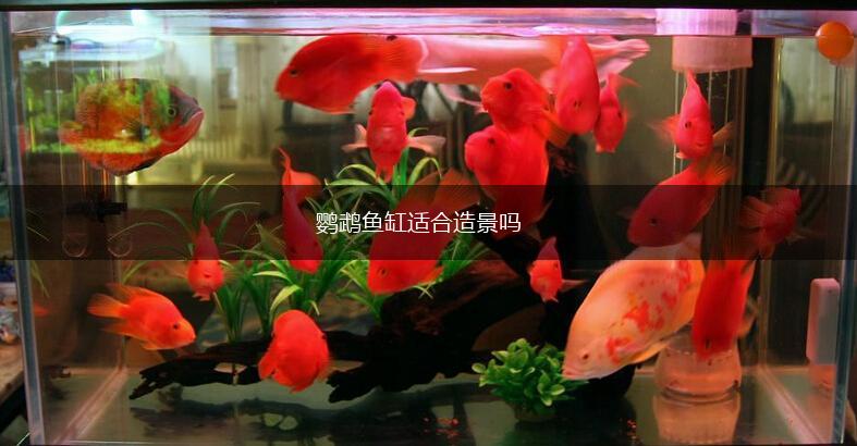 鹦鹉鱼缸适合造景吗,第1张