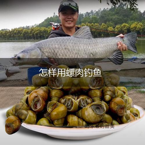 怎样用螺肉钓鱼,第1张