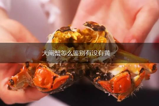 大闸蟹怎么鉴别有没有黄,第1张