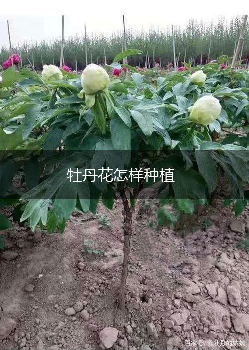 牡丹花怎样种植,第1张