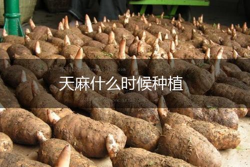 天麻什么时候种植,第1张
