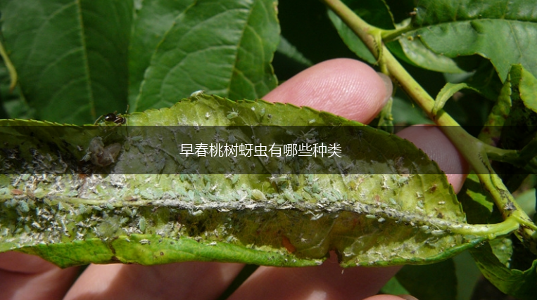 早春桃树蚜虫有哪些种类,第1张