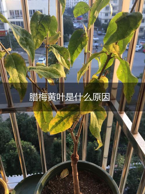 腊梅黄叶是什么原因,第1张