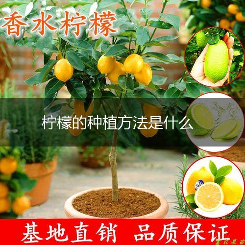 柠檬的种植方法是什么,第1张