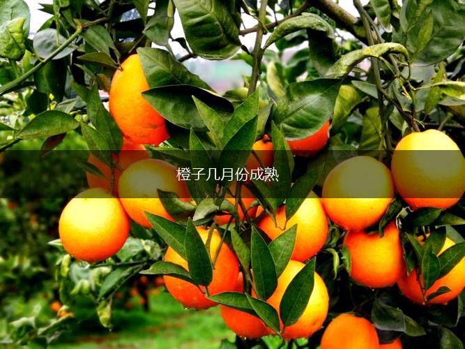 橙子几月份成熟,第1张