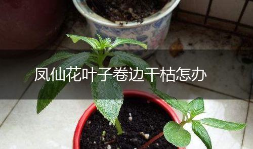 凤仙花叶子卷边干枯怎办,第1张