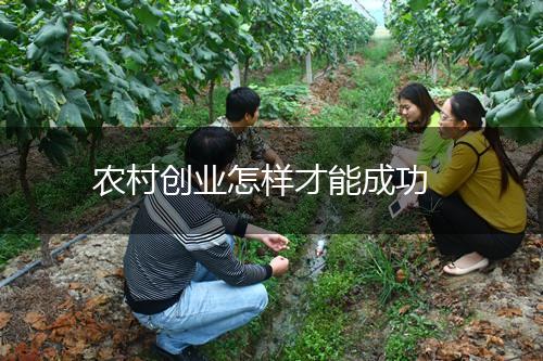 农村创业怎样才能成功,第1张