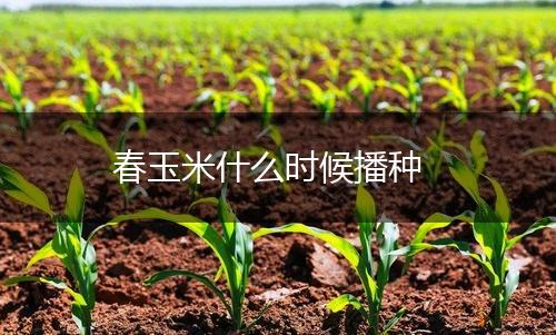 春玉米什么时候播种,第1张