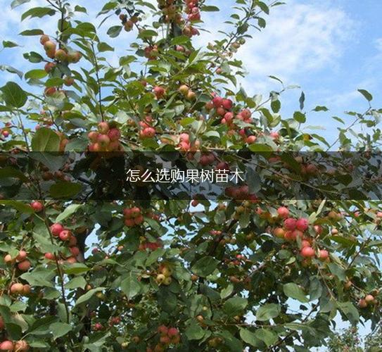 怎么选购果树苗木,第1张