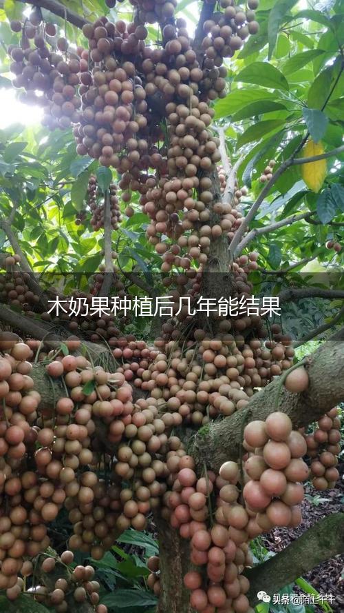 木奶果种植后几年能结果,第1张