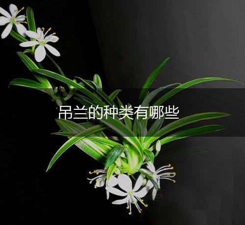 吊兰的种类有哪些,第1张
