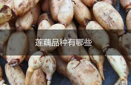 莲藕品种有哪些,第1张
