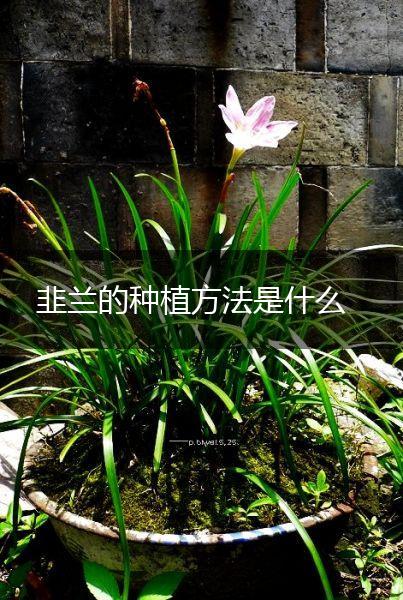 韭兰的种植方法是什么,第1张