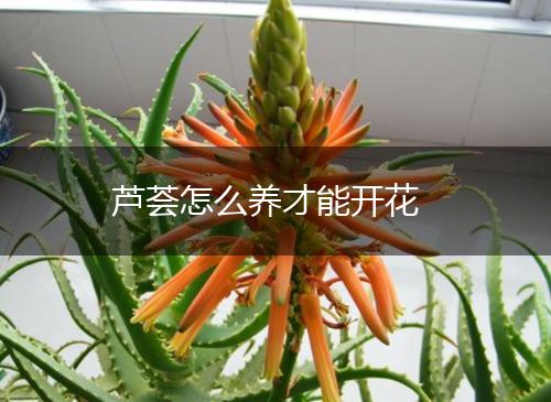 芦荟怎么养才能开花,第1张