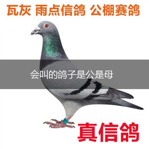 会叫的鸽子是公是母,第1张