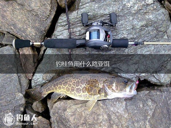 钓桂鱼用什么路亚饵,第1张