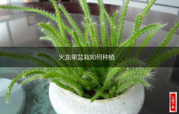 火龙果盆栽如何种植,第1张