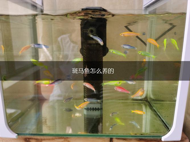 斑马鱼怎么养的,第1张