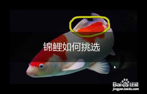 锦鲤如何挑选,第1张