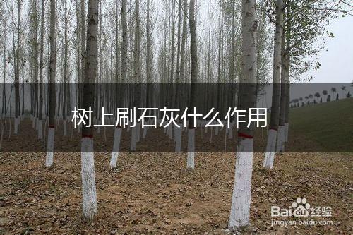 树上刷石灰什么作用,第1张