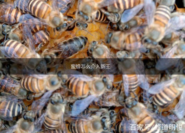 蜜蜂怎么介入新王,第1张